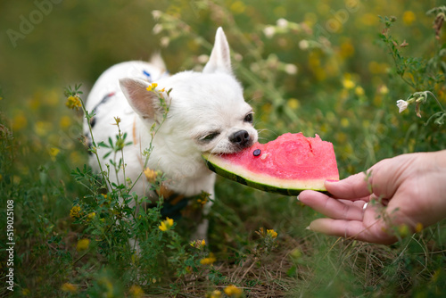 chihuahua je arbuza 