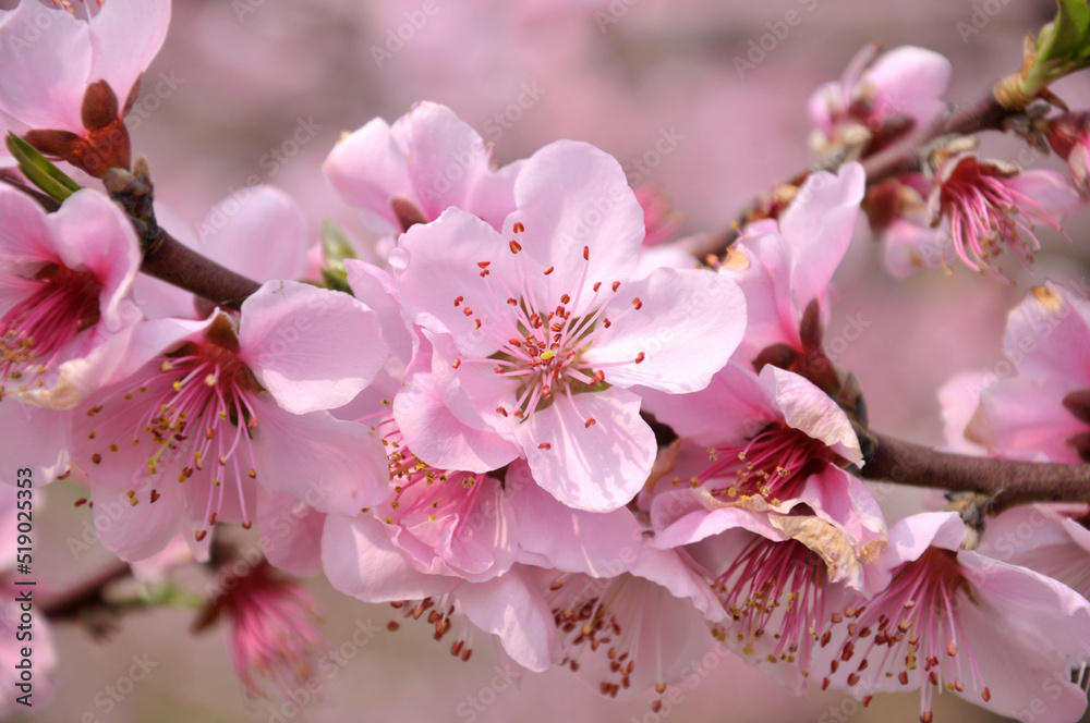 Obraz premium Peach blossom in spring time