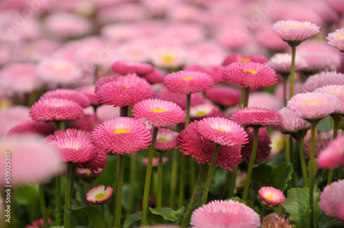 pink and white chrysanthemum