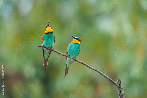 A pair of European bee-eater birds (Merops apiaster) perching on a branch. The male has a bee in his beak and spread wings. © Jan Rozehnal