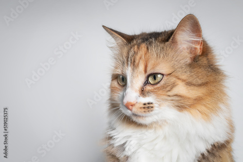Cat with teary eye on grey background. Side profile cat with one eye glassy, teary and discolored. Conjunctivitis, feline herpes virus or allergy. Long hair calico or torbie kitty. Selective focus. photo