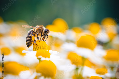 The honey bee feeds on the nectar of a chamomile flower. Yellow and white chamomile flowers are all around, the bee is out of focus, the background and foreground are out of focus. Macro photography. photo