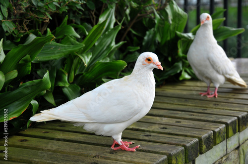 white dove in the garden