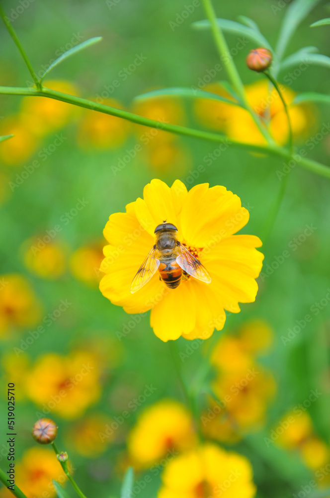 blossoming yellow flowers and bee blossoming yellow flowers and bee