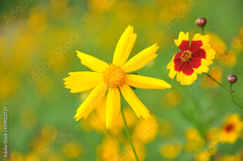 blossoming yellow flowers
