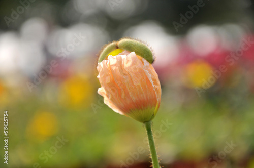 poppy flower in spring © 曹宇