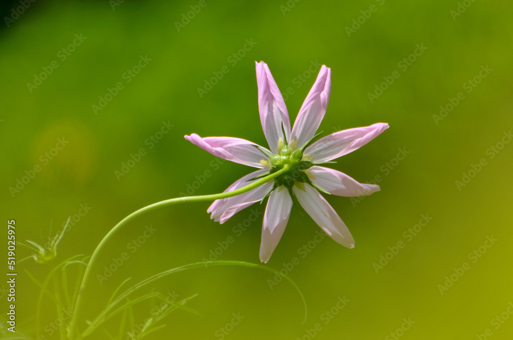Fototapeta premium pink cosmos flower in garden