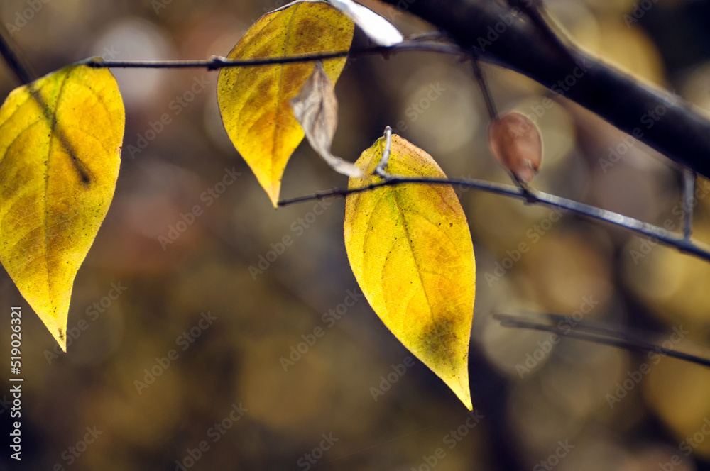 Obraz premium Yellow plum blossom