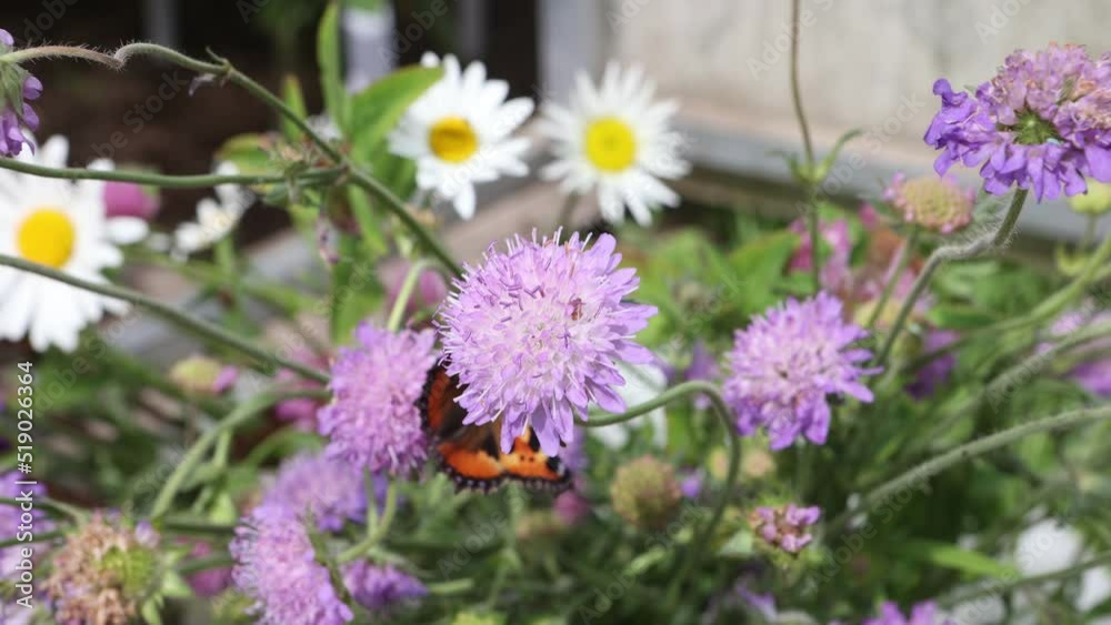 Pollination of plants by bees and butterflies, insects collect nectar and pollen from widow flower. Pollination of plants by bees and butterflies, insects collect nectar and pollen from widow flower.