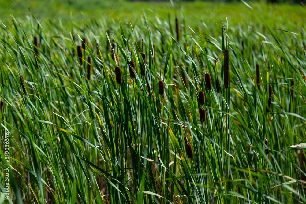 Obraz premium Grass and Swamp Land