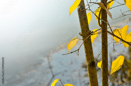 Yellow plum blossom photo