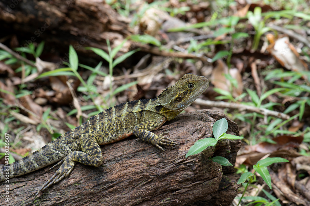 Obraz premium Eastern Water Dragon