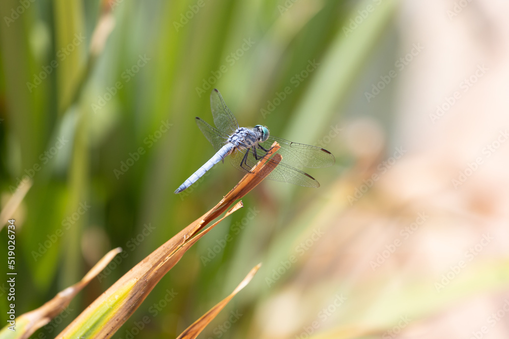 Macro shot of a great blue skimmer dragonfly Macro shot of a great blue skimmer dragonfly