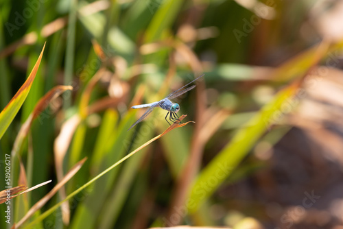 Macro shot of a great blue skimmer dragonfly © James