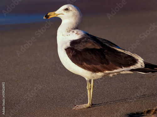 seagulls on the edge of the beach on the beach sand in the sea