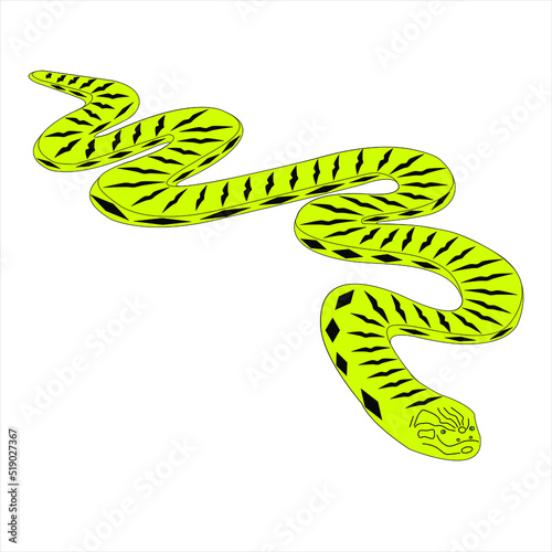 Animal reptil Serpiente Anaconda nombre cientifico Eunectes morinus