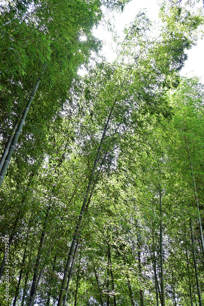 Obraz premium 大阪府高槻市上宮天満宮の竹林