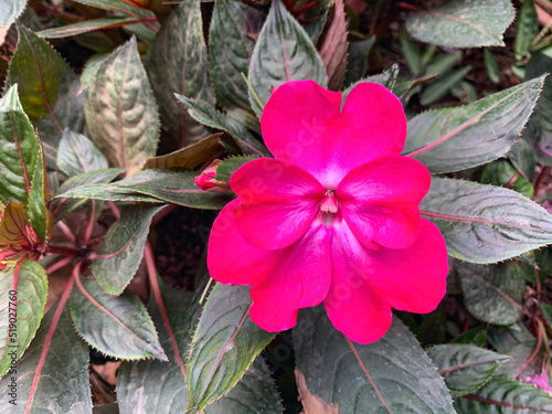 Blooming impatiens new guinea photo