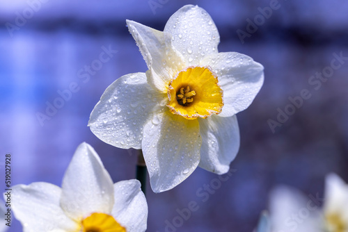 spring narcissus flower in dust and dirt after the last rain