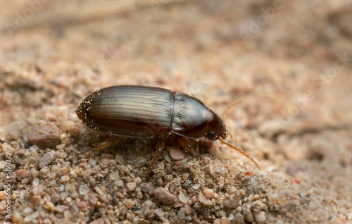 Ground beetle, Amara bifrons on sand, macro photo photo