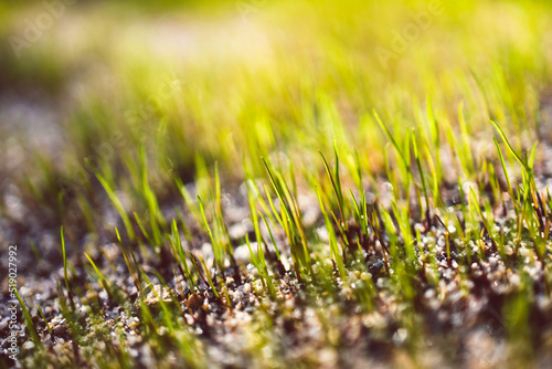 close-up of new grass blades shining in the sunlight shot at shallow depth of field