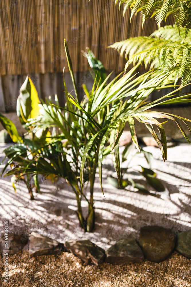 sunny tropical backyard with palm trees and ferns with sand and golden gravel sunny tropical backyard with palm trees and ferns with sand and golden gravel
