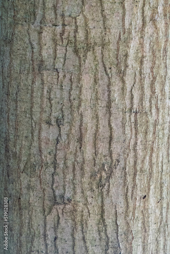 大木の樹皮 