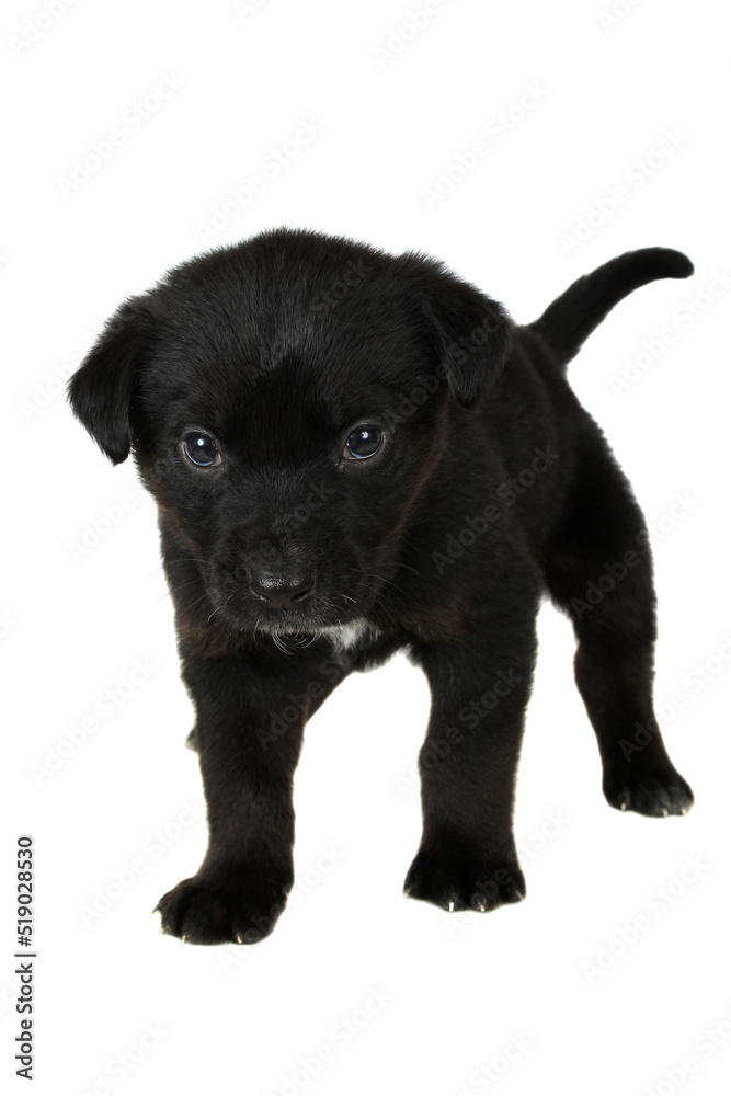 Black puppy