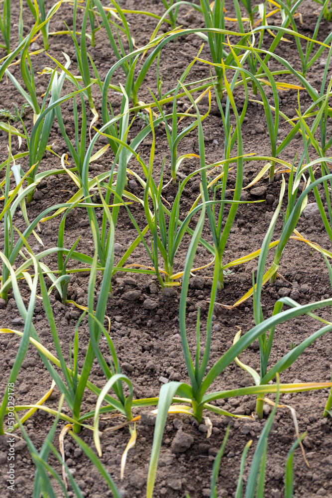 An agricultural field where garlic grows An agricultural field where garlic grows