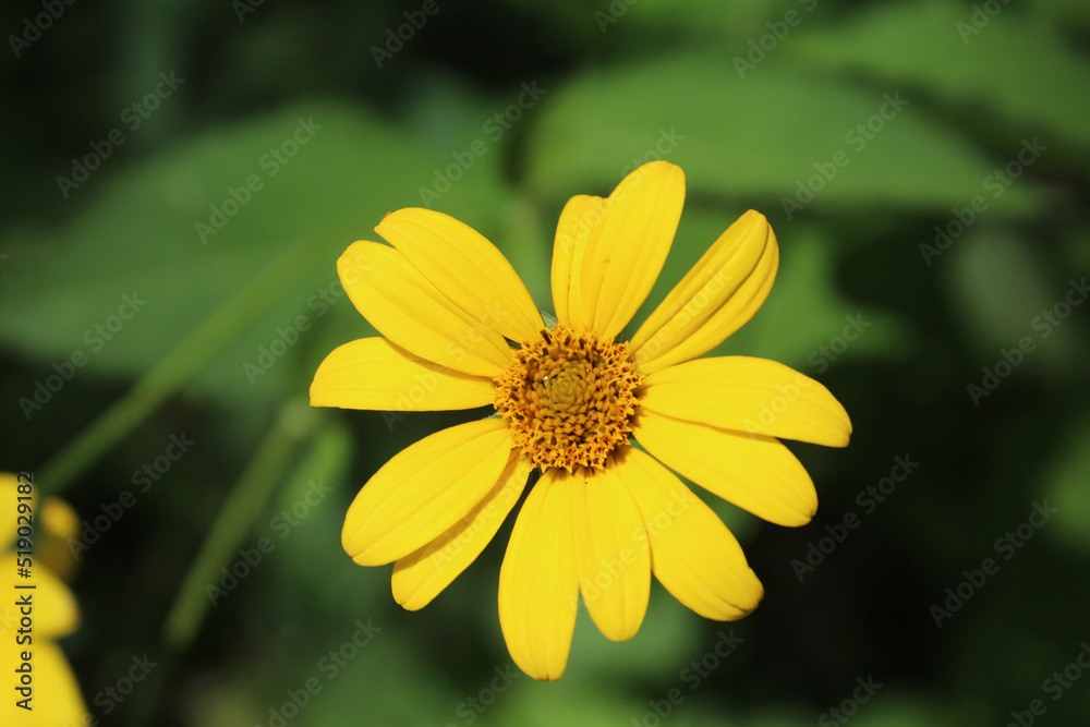 Woodland sunflower bloom in bright sun at Somme Woods in Morton Grove, Illinois Woodland sunflower bloom in bright sun at Somme Woods in Morton Grove, Illinois