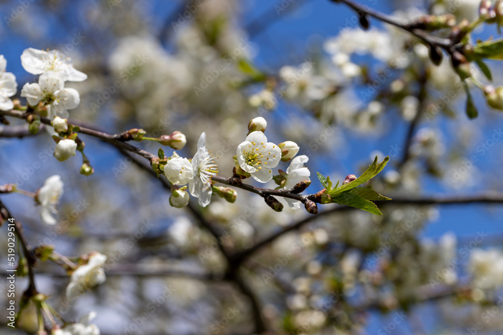 apple fruit trees blooming in the spring season apple fruit trees blooming in the spring season