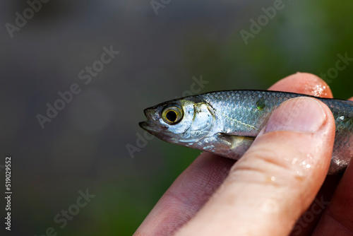 A small fish caught in the river
