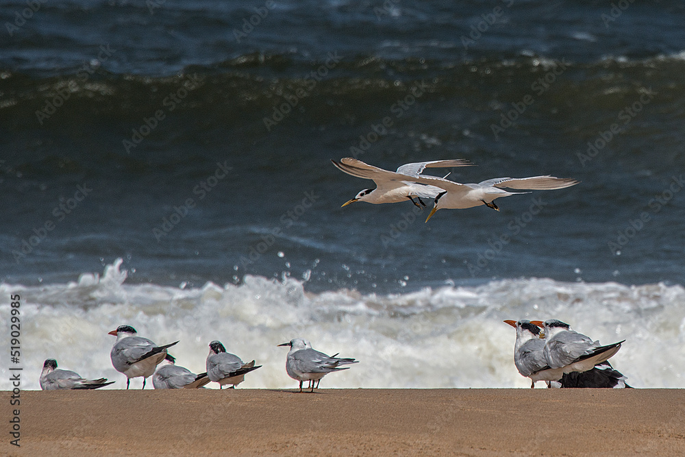 Royal seagulls on the sand of the beach with waves crashing in the ocean in the background, in Punta del Este, Uruguay.