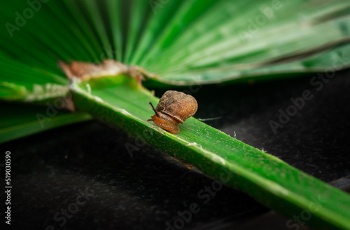 Little snail in a lief photo