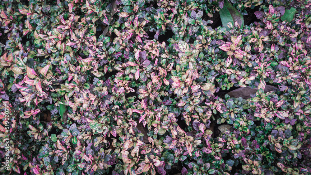 wallpaper, natural background of plant seeds photo collection