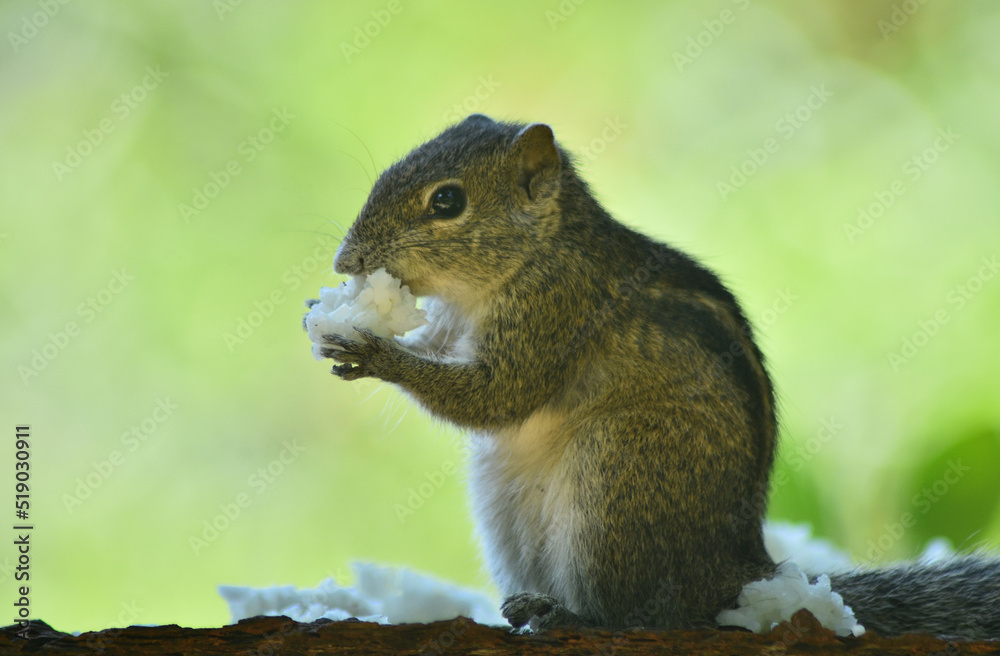 squirrel eating rice 