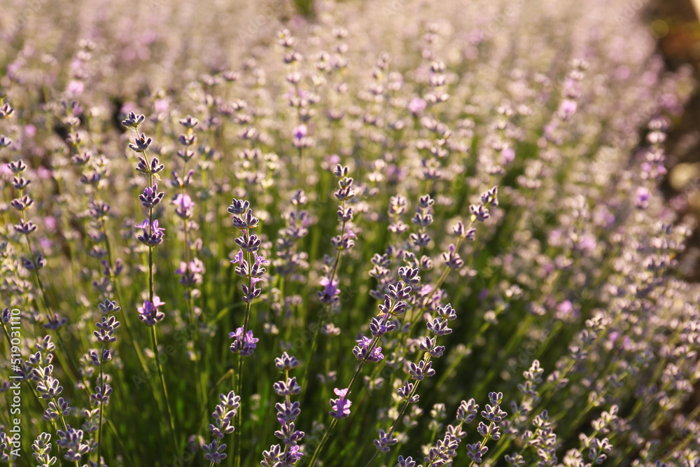 Obraz premium Beautiful lavender flowers growing in field, closeup