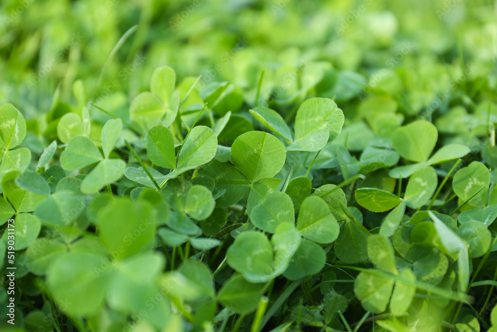 Closeup view of beautiful green clover leaves Closeup view of beautiful green clover leaves