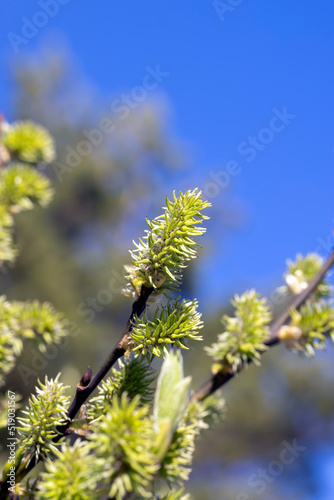 deciduous trees in the spring season with green foliage