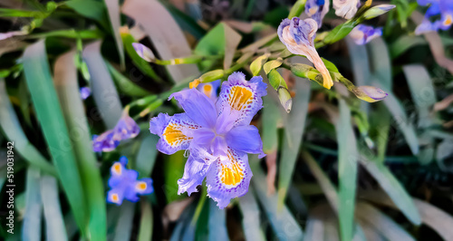 Iris japonica, commonly known as fringed iris, shaga and butterfly flower, is a native of China and Japan. Pink and yellow colors. photo