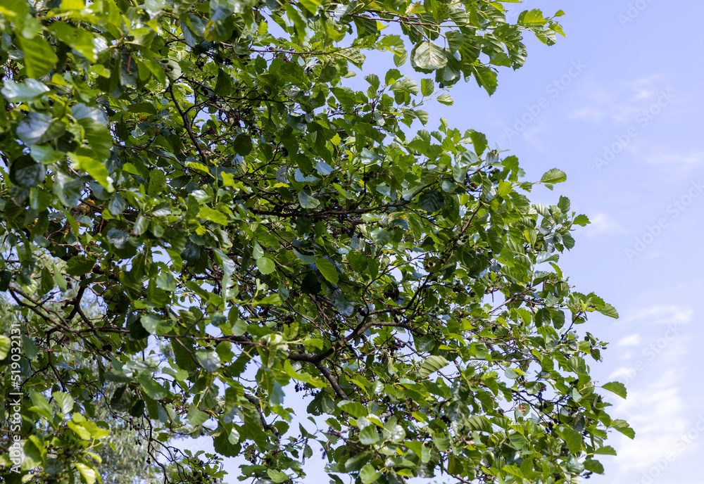 trees with green foliage in a mixed forest trees with green foliage in a mixed forest