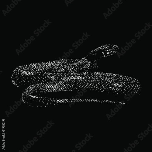 Indigo Snake hand drawing vector illustration isolated on black background