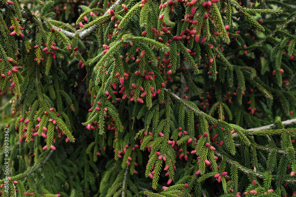Closeup view of beautiful conifer tree with pink cones