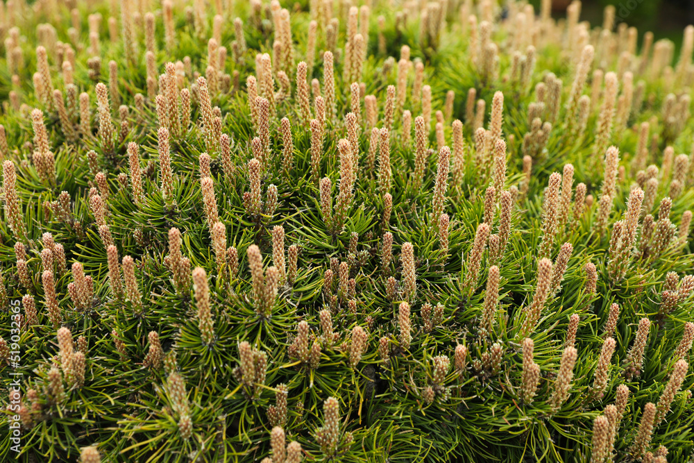 Pine shrub with blossoms outdoors on spring day, closeup Pine shrub with blossoms outdoors on spring day, closeup