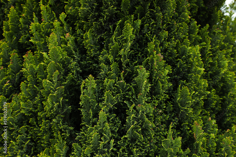 Closeup view of beautiful thuja tree with green branches Closeup view of beautiful thuja tree with green branches