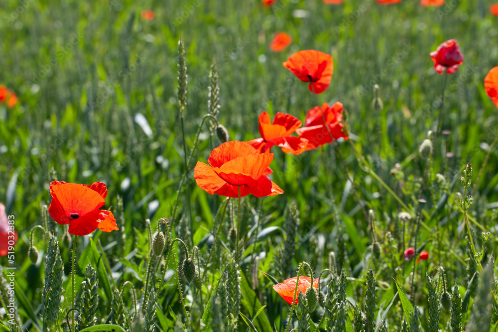 Obraz premium red poppies growing in an agricultural field with cereals