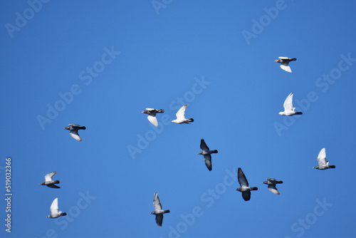 青空を飛ぶ春の伝書鳩