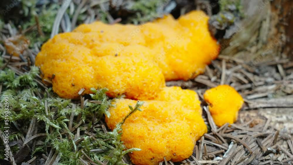 Closer look of the yellow scrambled egg slime found on the forest ground in Estonia Closer look of the yellow scrambled egg slime found on the forest ground in Estonia