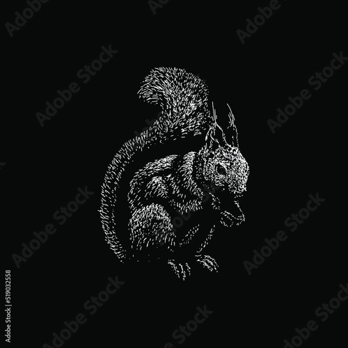 Japanese Squirrel hand drawing vector illustration isolated on black background