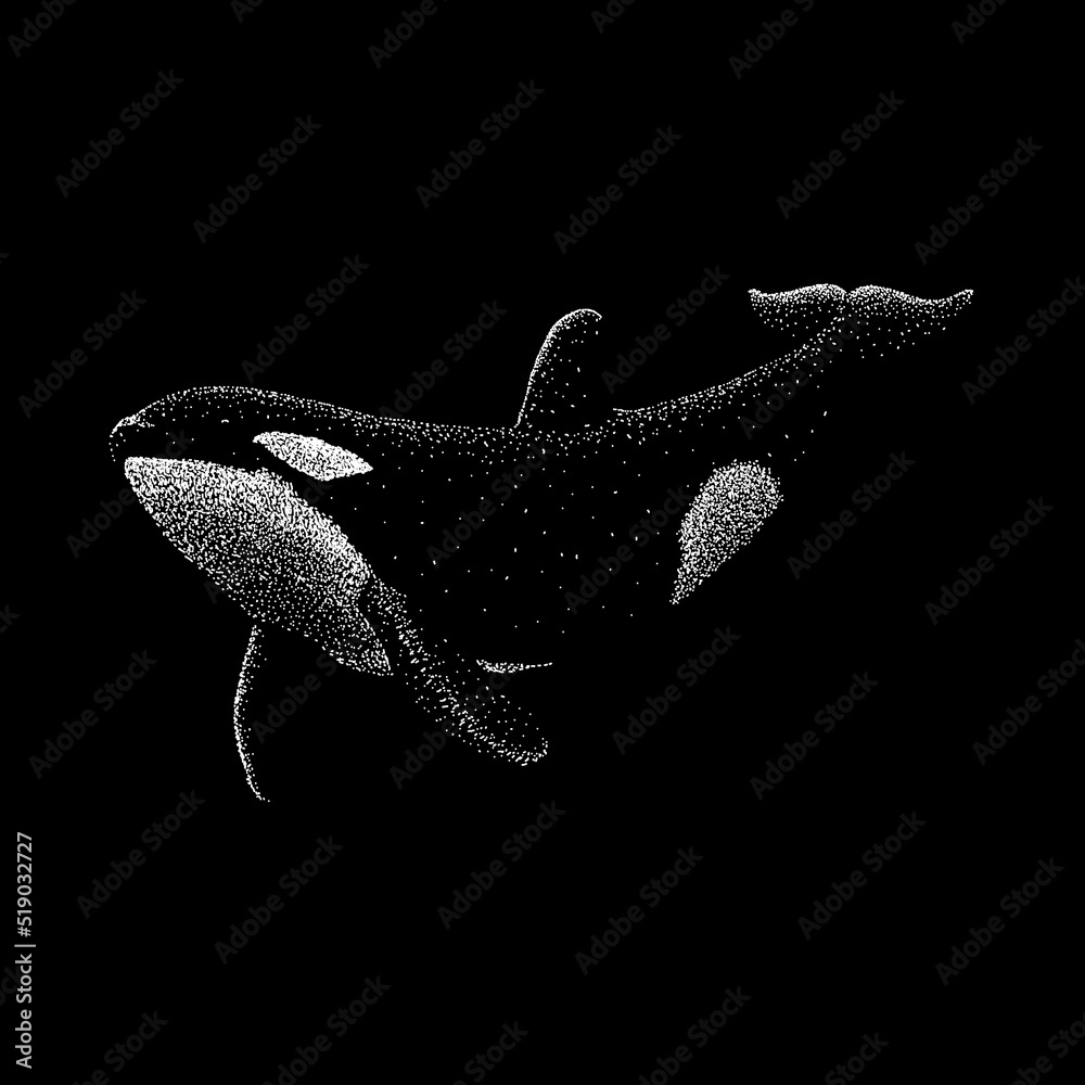 Killer Whale hand drawing vector illustration isolated on black ...